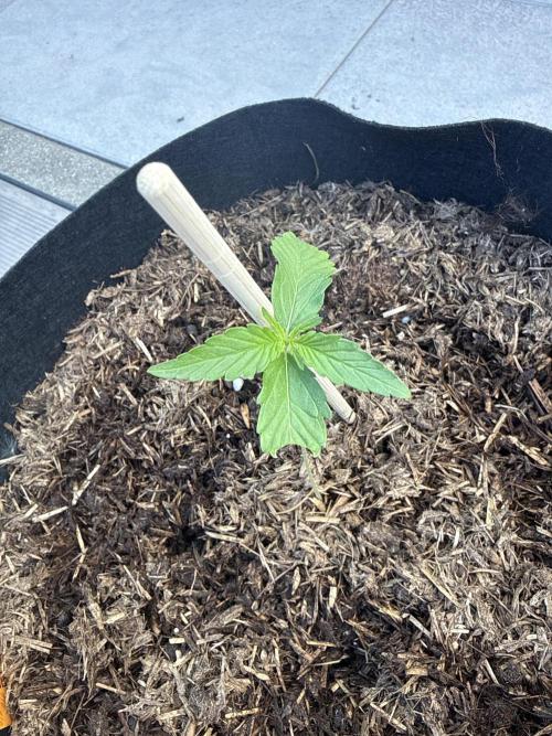 Creamzilla Auto. Week 2