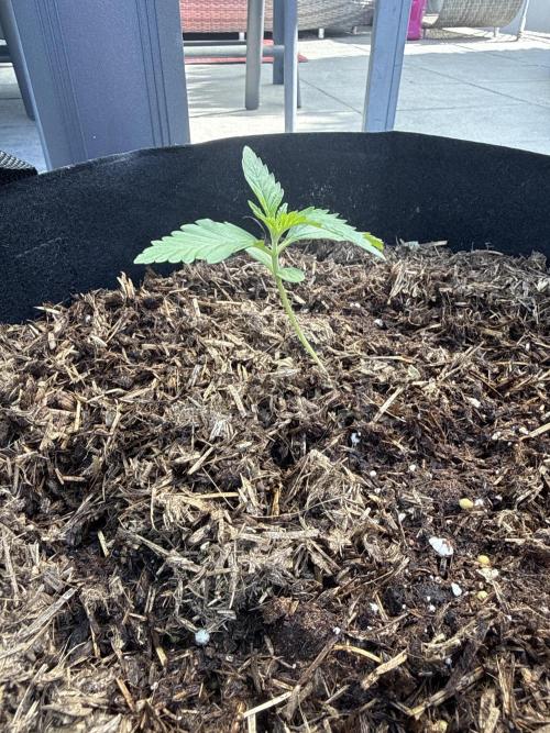 Auto Twilight Zlush. Week 2
