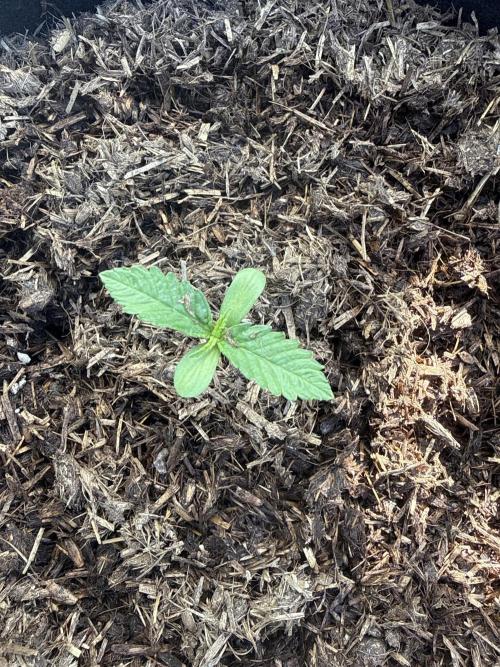 Auto Cotton Berry Rush. Week 2