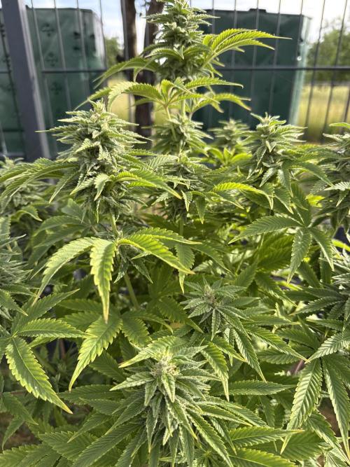 Ganja Farmer RS11 (C). Week 14 - 2.6