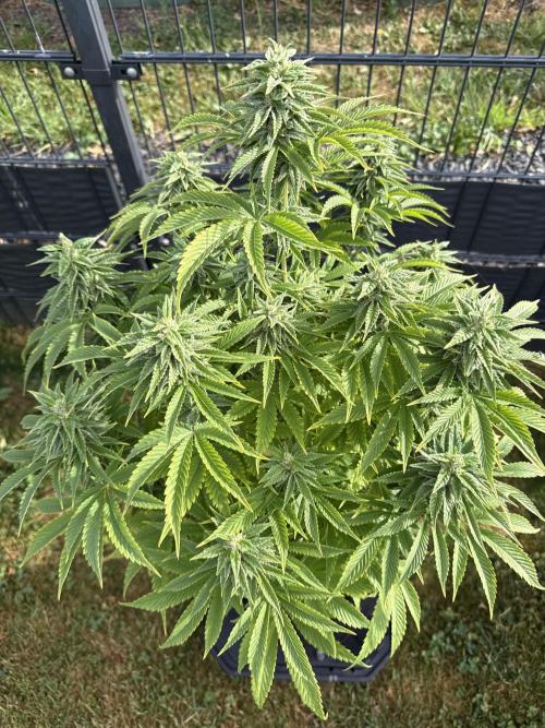 Ganja Farmer RS11 (C). Week 14 - 2.6