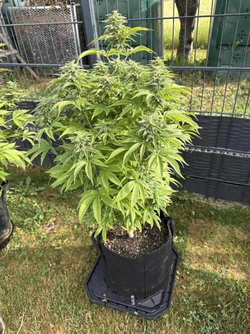 Ganja Farmer RS11 (C). Week 14 - 2.6