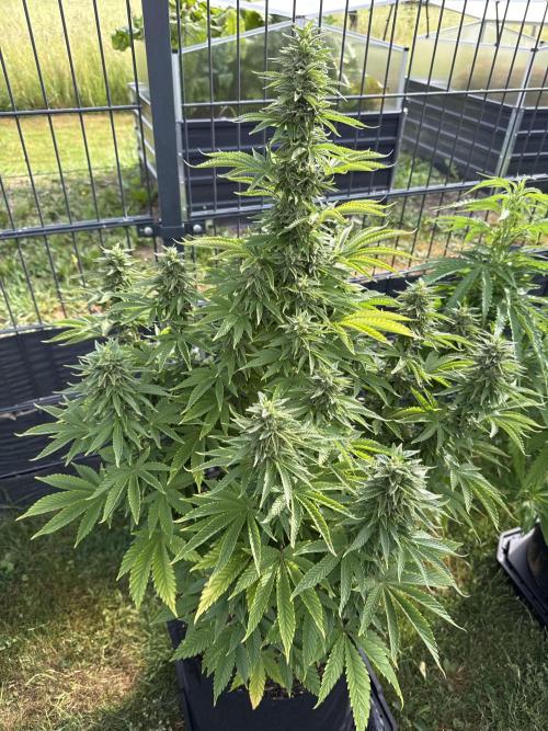 Ganja Farmer RS11 (B). Week 14 - 2.6
