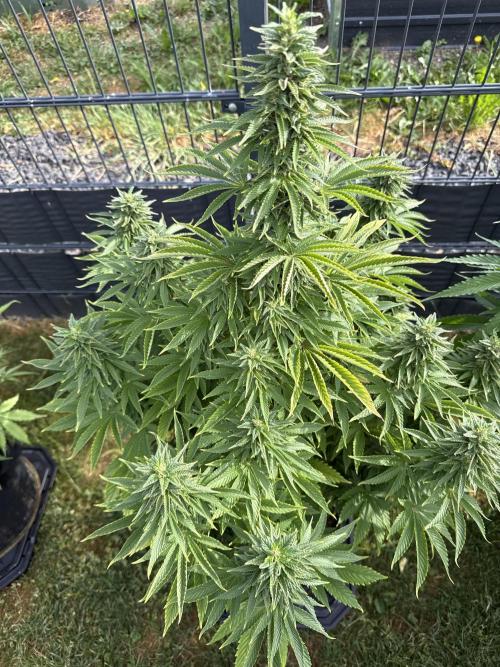 Ganja Farmer RS11 (B). Week 14 - 2.6