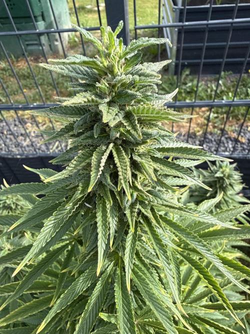 Ganja Farmer RS11 (B). Week 14 - 2.6