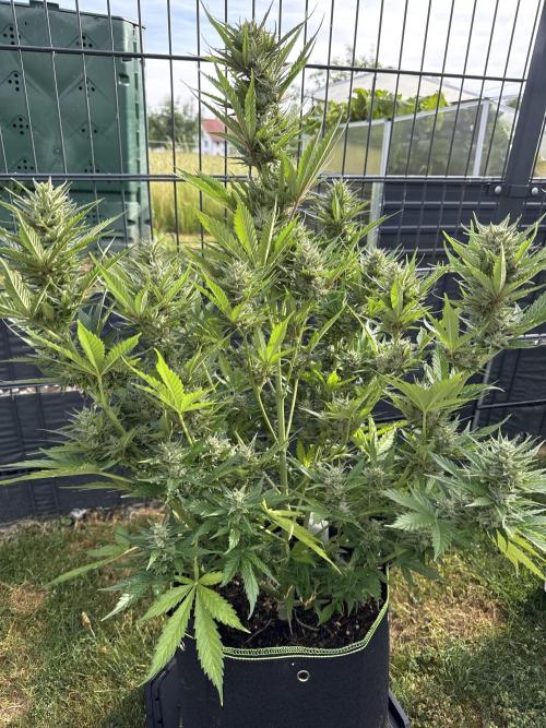 Seed Supplier Project. Week 10 - 2.6