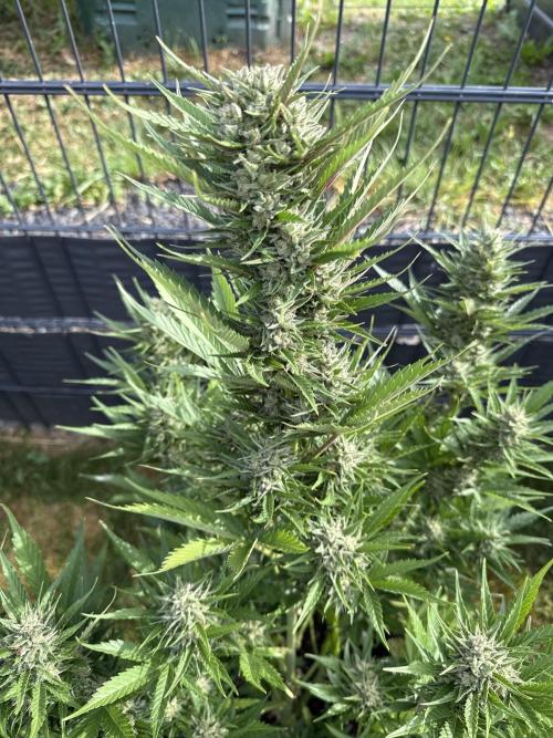Seed Supplier Project. Week 10 - 2.6