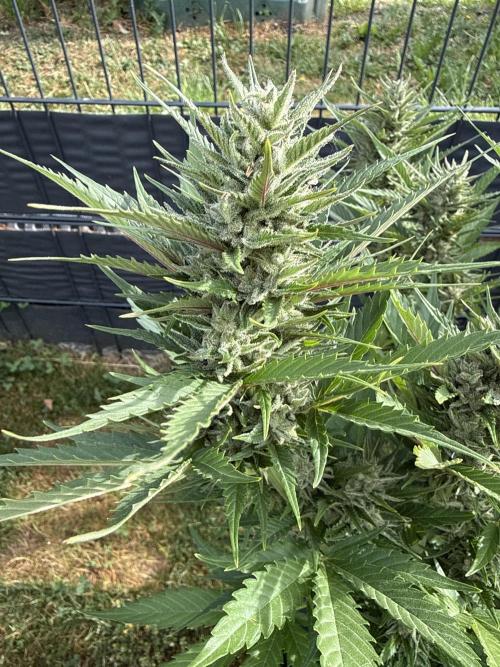 Seed Supplier Project. Week 10 - 2.6