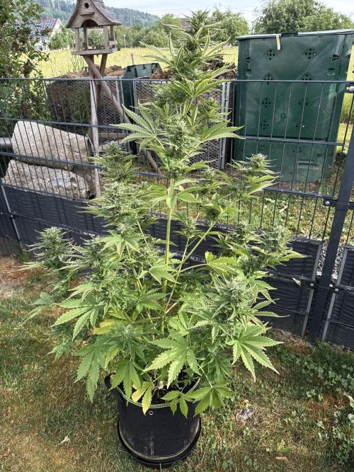 Seed Supplier Project. Week 10 - 2.6