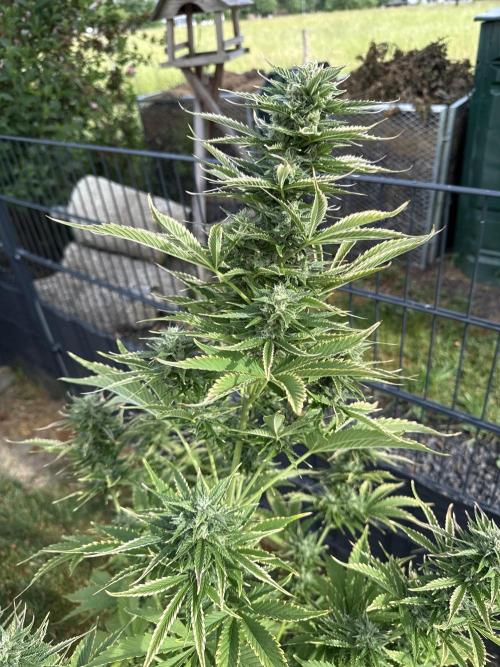 Seed Supplier Project. Week 10 - 2.6