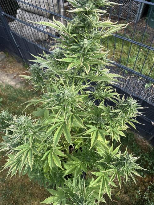 Seed Supplier Project. Week 10 - 2.6