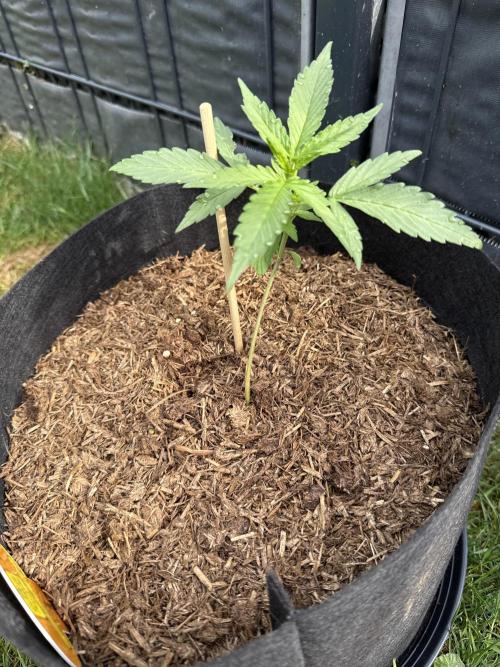 Original Sensible Seeds. Week 3 - 2.6