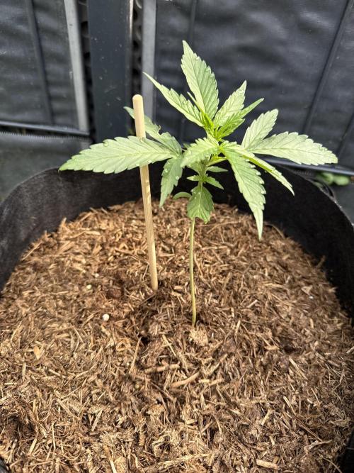 Creamzilla Auto. Week 3