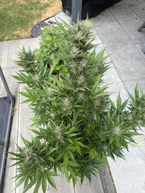 Seed Supplier Project. Week 10 - 5.6