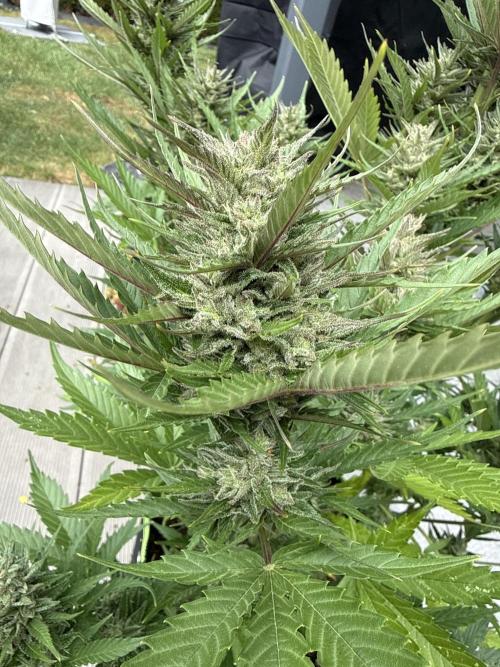Seed Supplier Project. Week 10 - 5.6