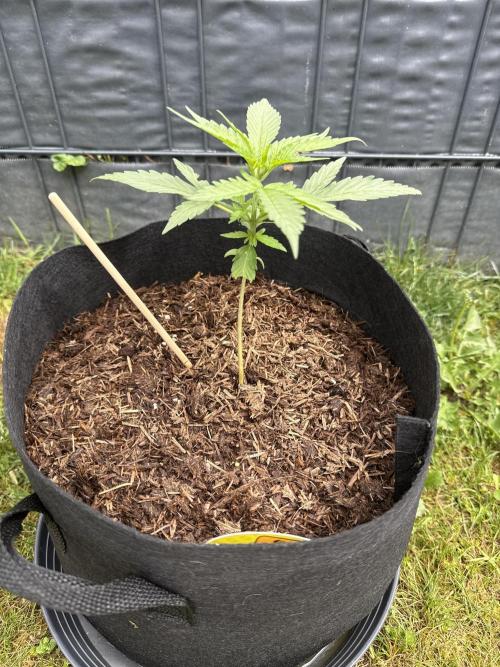 Original Sensible Seeds. Week 3 - 5.6