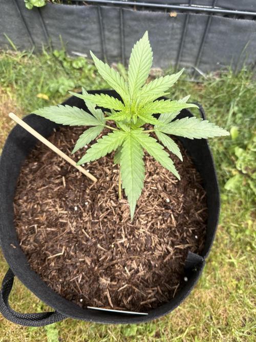 Creamzilla Auto. Week 3