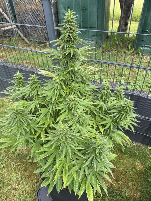 RS11 (Rainbow Sherbet). Week 14