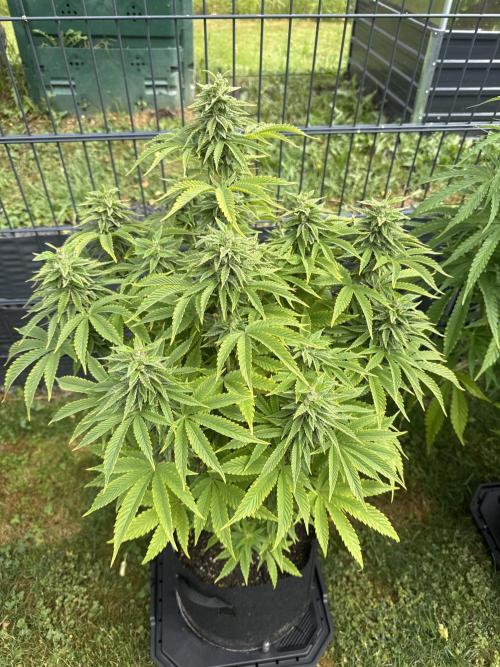 RS11 (Rainbow Sherbet). Week 14