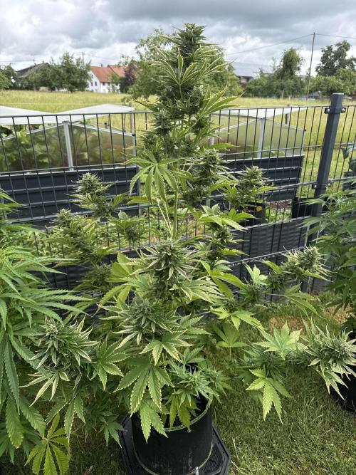 Seed Supplier Project. Week 10