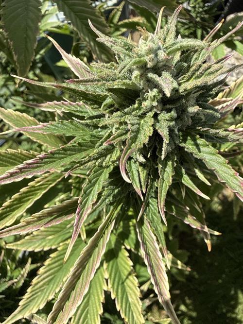 Tropicana Cookies Automatik. Week 10