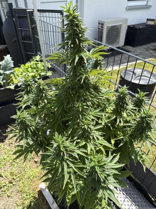Ganja Farmer RS11 (B). Week 15 - 7.6