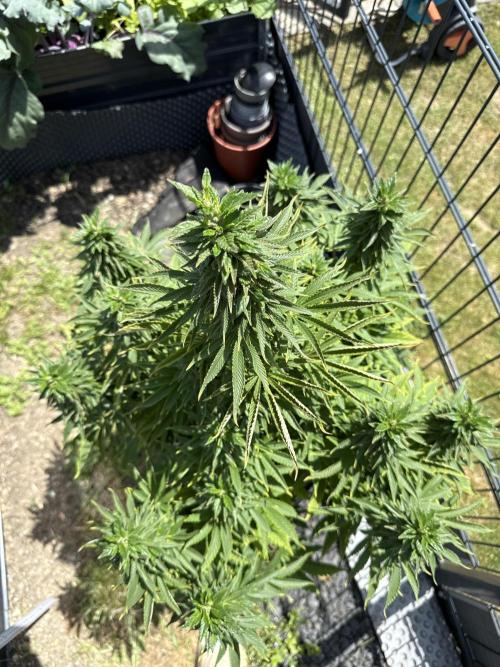 RS11 (Rainbow Sherbet). Week 15
