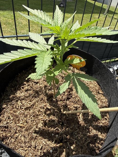 Original Sensible Seeds. Week 4 - 7.6