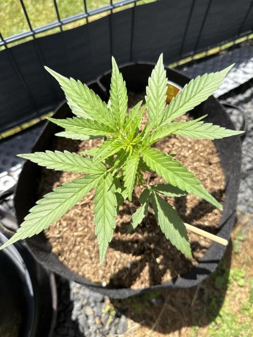 Creamzilla Auto. Week 4