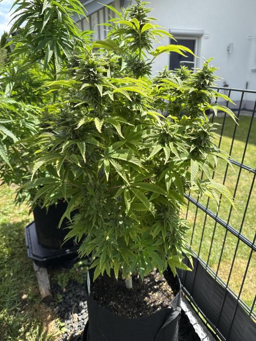 Ganja Farmer RS11 (C). Week 15 - 7.6