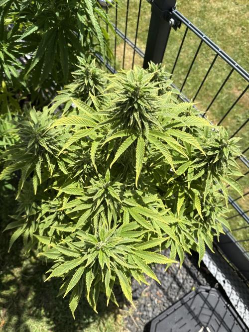 RS11 (Rainbow Sherbet). Week 15