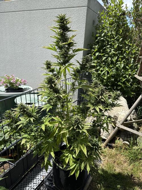 Seed Supplier Project. Week 11 - 7.6