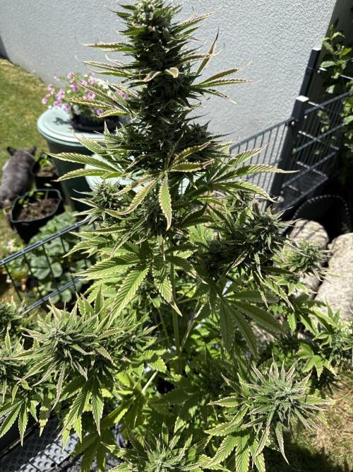 Tropicana Cookies Automatik. Week 11