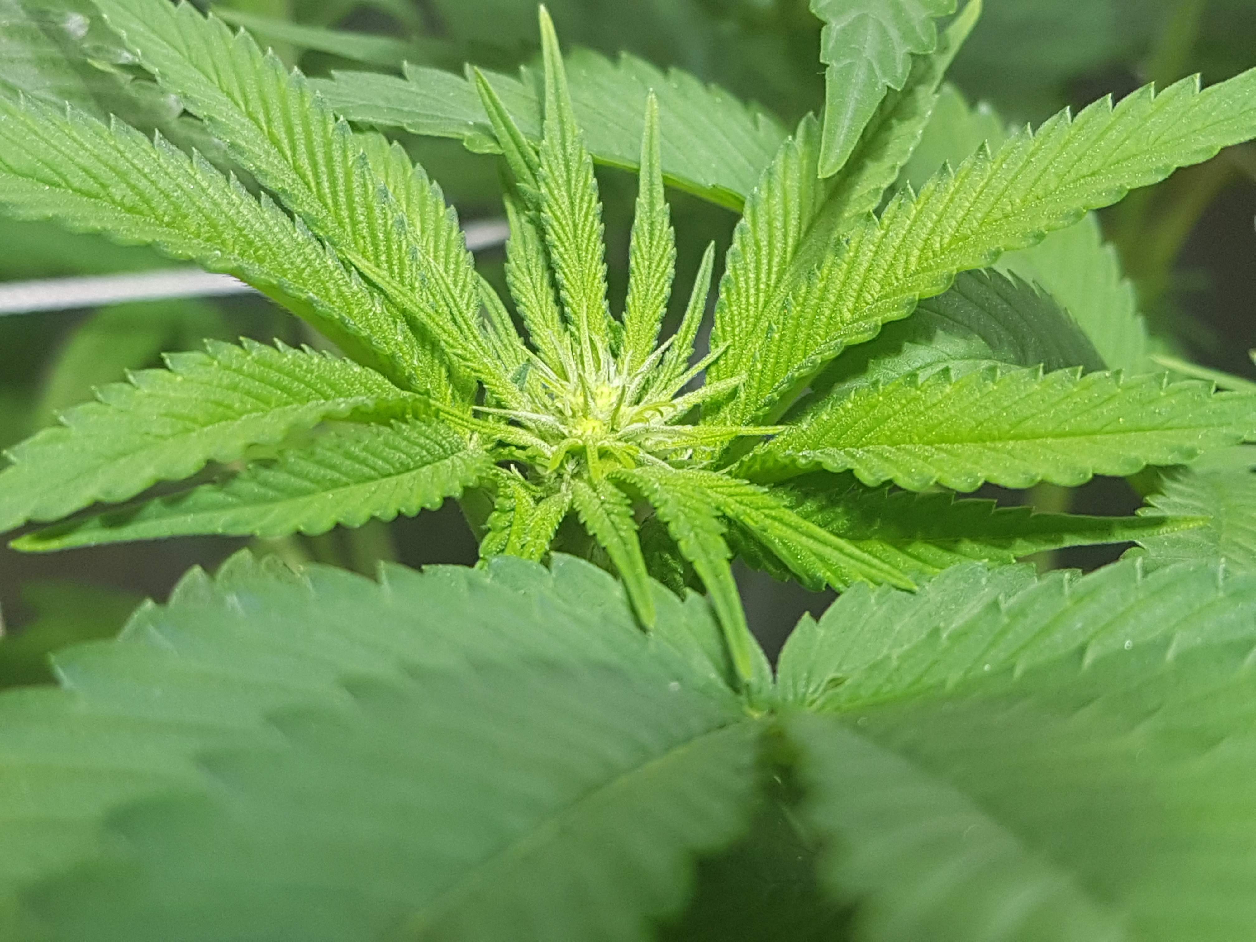 Royal Queen Seeds Pineapple Kush grow diary (journal) week11 by