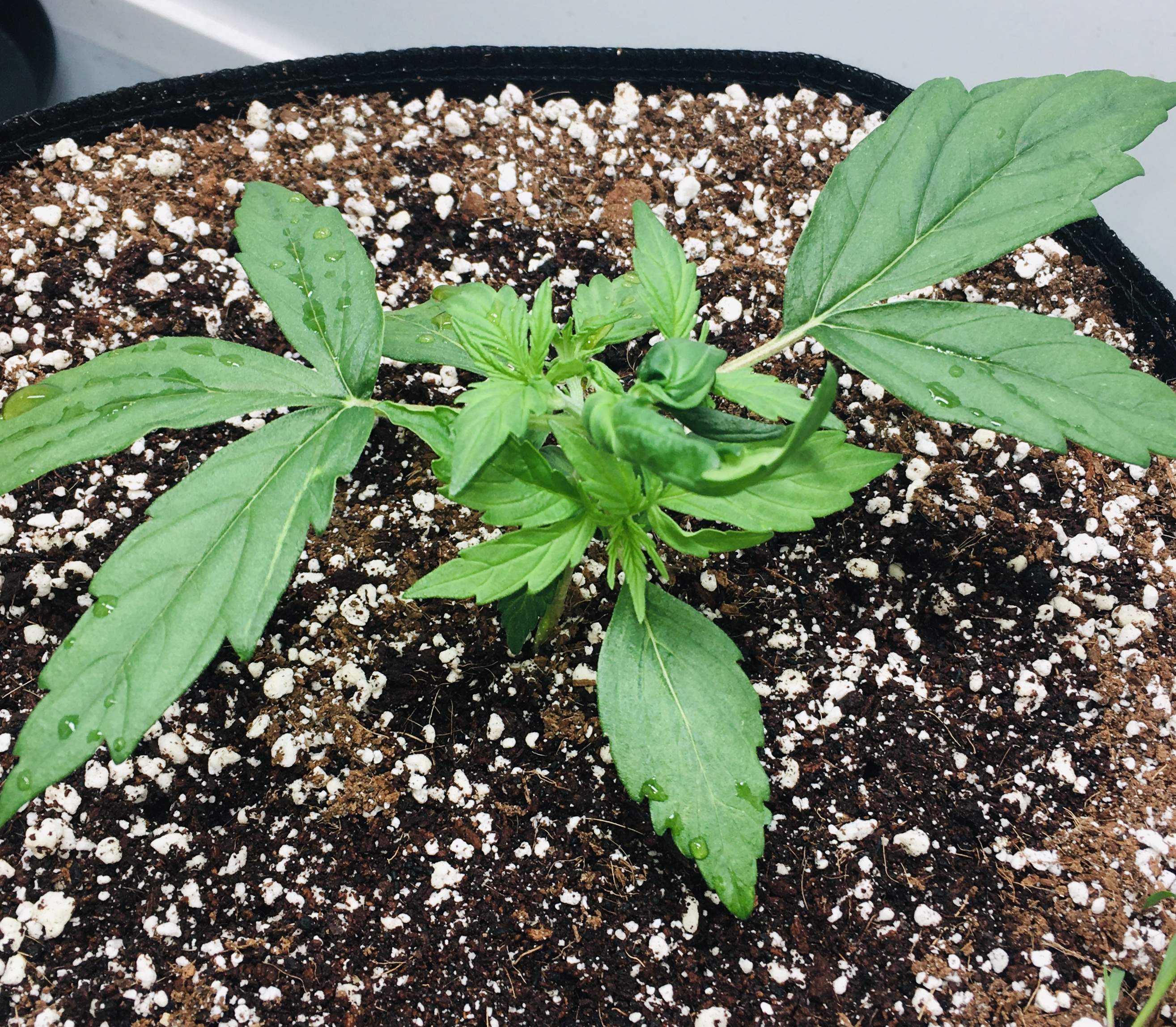 Fast Buds Pineapple Express Auto grow diary (journal) week3 by MrJones