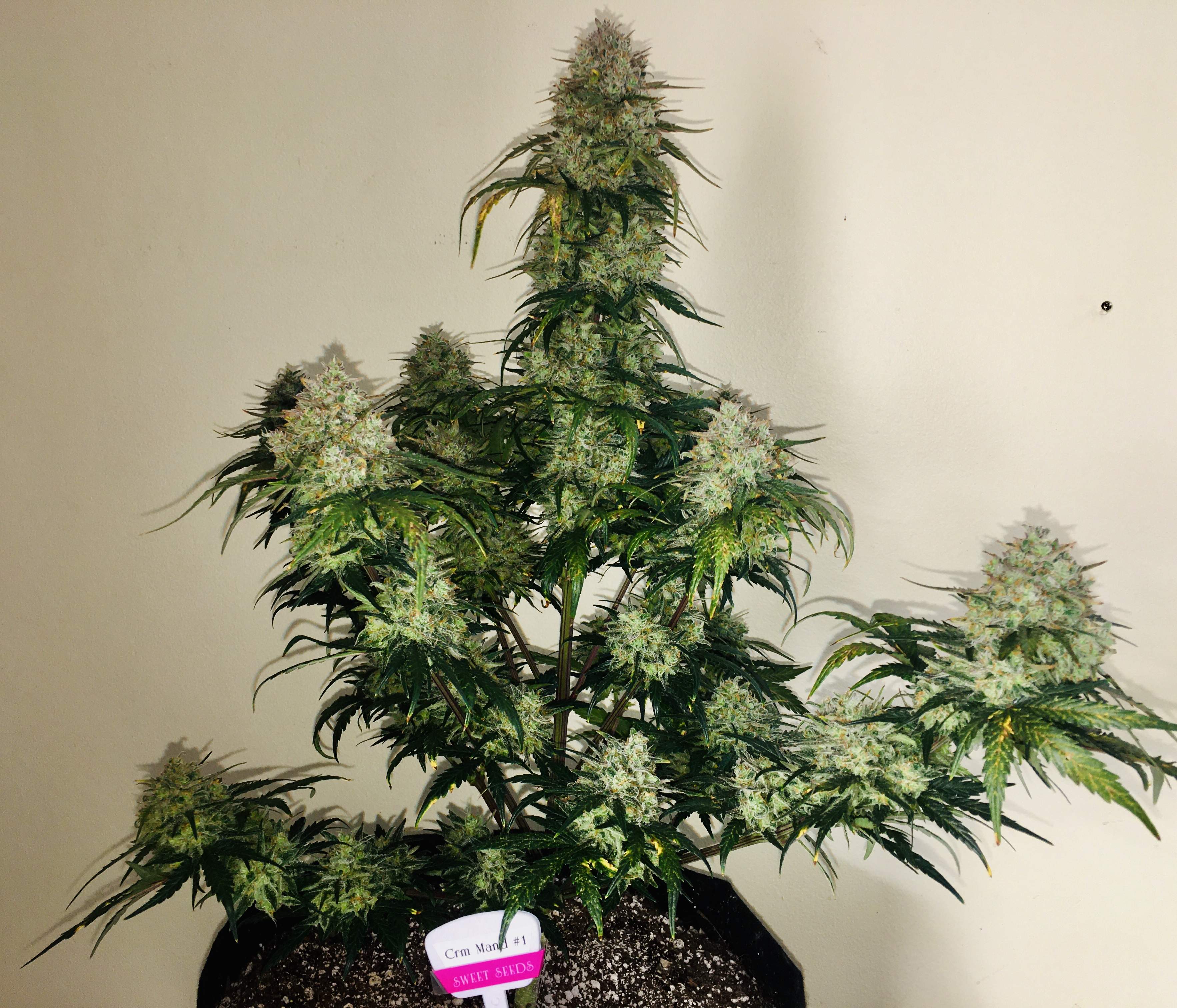 Sweet Seeds Cream Mandarine XL Auto® grow diary (journal) harvest9 by