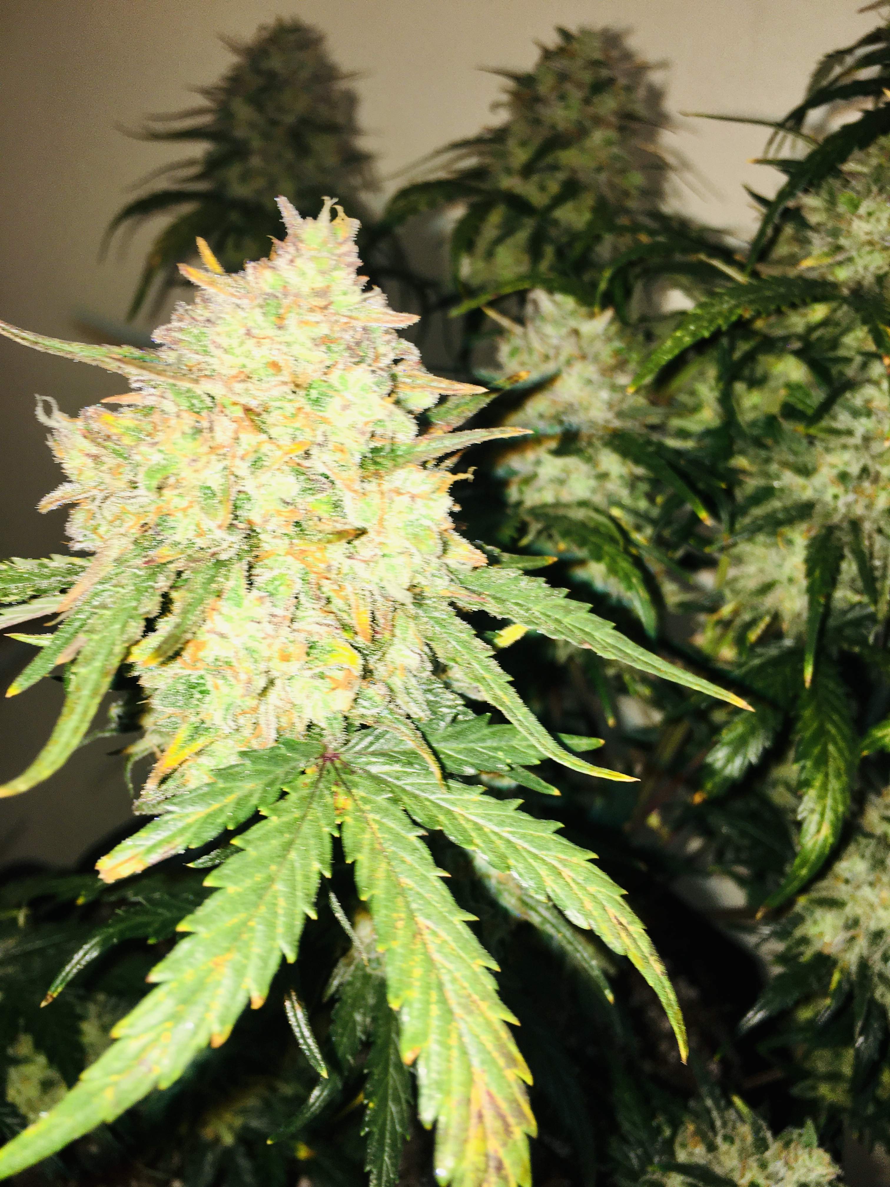 Sweet Seeds Cream Mandarine XL Auto® grow diary (journal) harvest9 by