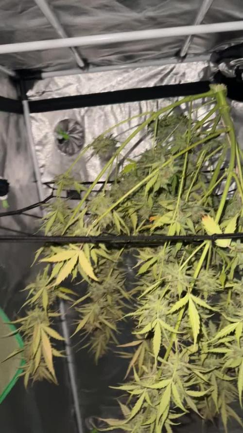 Northern Lights Auto #1 and #2