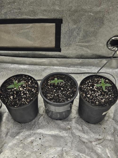 2026 Winter/Spring Grow. Week 0