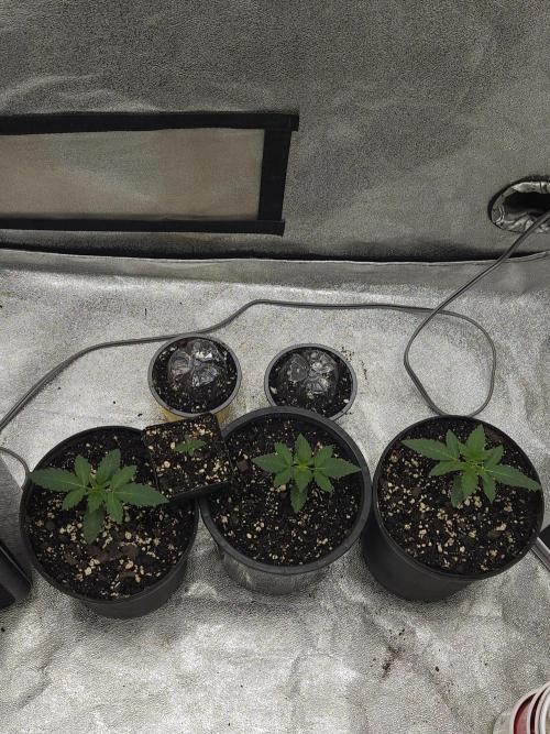 2026 Winter/Spring Grow. Week 0