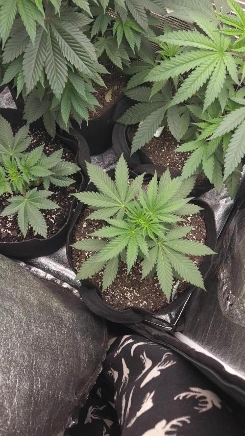 2026 Winter/Spring Grow