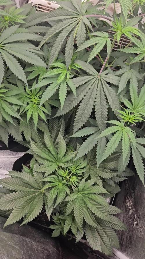 2026 Winter/Spring Grow