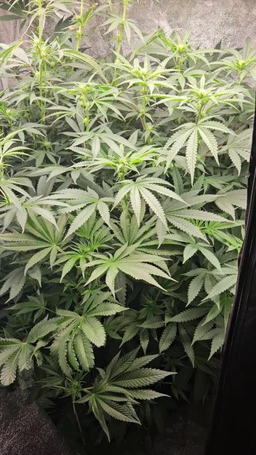 2026 Winter/Spring Grow