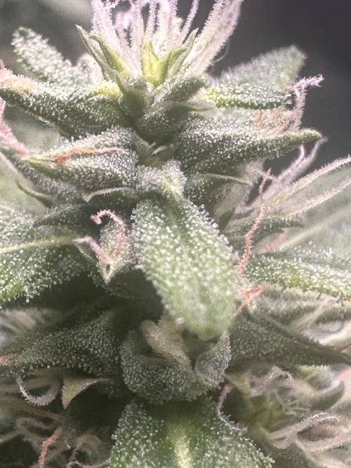 Heisenherb