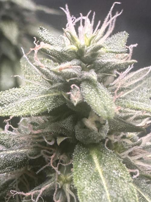 Heisenherb