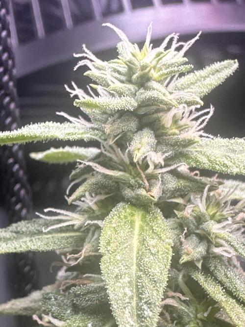Heisenherb