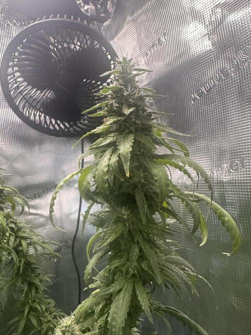 Heisenherb