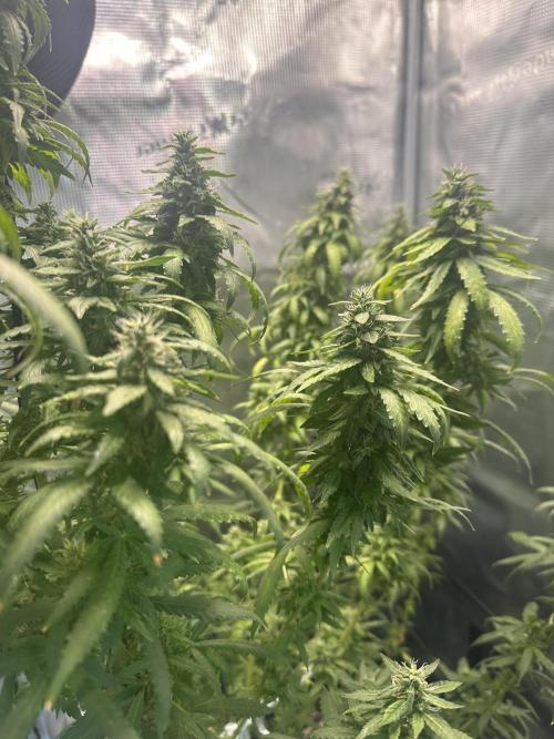 Heisenherb