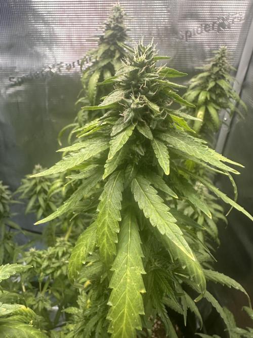 Heisenherb
