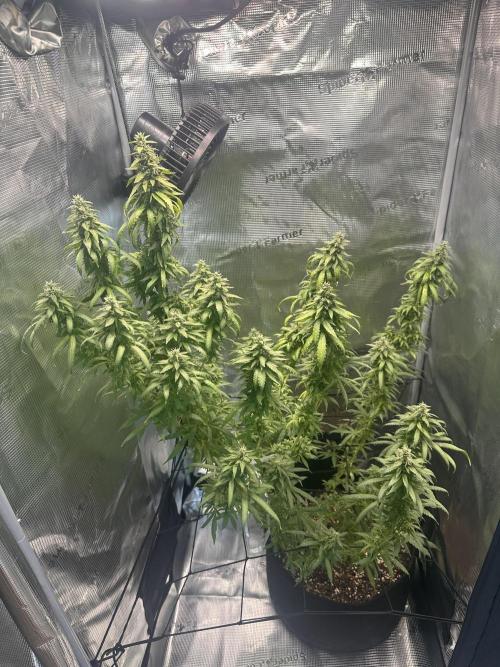 Heisenherb